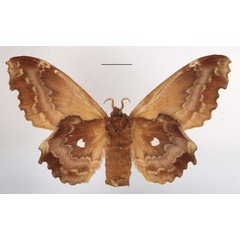 /filer/webapps/moths/media/images/T/tripunctata_Mimopacha_AF_MGCLb_02.JPG