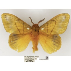 /filer/webapps/moths/media/images/C/citrina_Lechriolepis_AM_NHMUK_03.jpg