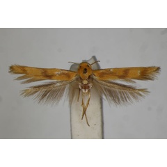 /filer/webapps/moths/media/images/T/tridryas_Stathmopoda_ST_BMNH.jpg