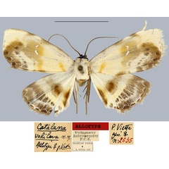 /filer/webapps/moths/media/images/V/vohilava_Catalana_AT_MNHN.jpg