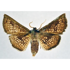 /filer/webapps/moths/media/images/T/tyrannica_Cecidothyris_AM_NHMO.jpg