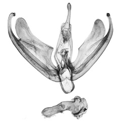 /filer/webapps/moths/media/images/S/sanguicosta_Ilema_GMLT_BMNH.jpg