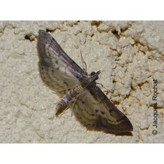 /filer/webapps/moths/media/images/G/grucheti_Cnaphalocrocis_Rochat_02.jpg