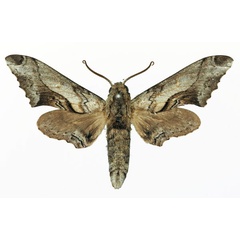 /filer/webapps/moths/media/images/B/boisduvali_Oplerclanis_AM_Basquin.jpg