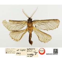 /filer/webapps/moths/media/images/S/salti_Gorgopis_HT_BMNH.jpg