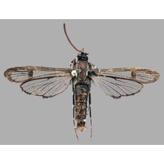 /filer/webapps/moths/media/images/C/cyanescens_Ichneumenoptera_PT_OUMNH_01.jpg