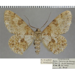 /filer/webapps/moths/media/images/E/echinodes_Cleora_AM_ZSM_02.jpg