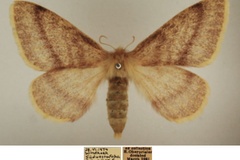Trichophiala devylderi