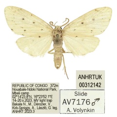 /filer/webapps/moths/media/images/M/micronodula_Siccia_HT_ANHRT.jpg