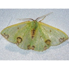 /filer/webapps/moths/media/images/R/rubrimaculata_Celidomphax_A_Libenberg.jpg