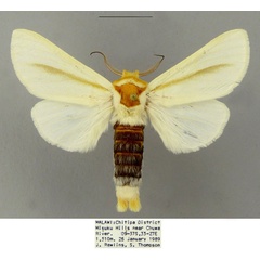 /filer/webapps/moths/media/images/S/spurcata_Antheua_AM_CMNH.jpg