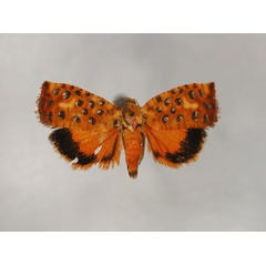 /filer/webapps/moths/media/images/M/mirabilis_Enarmoniodes_HT_RMCA_01.jpg