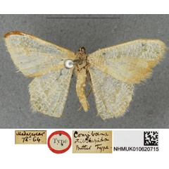 /filer/webapps/moths/media/images/S/stibolepida_Comibaena_HT_BMNHa.jpg