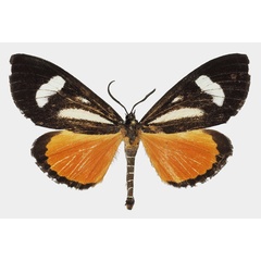 /filer/webapps/moths/media/images/B/bicurvata_Phaegorista_AM_Basquin_02.jpg