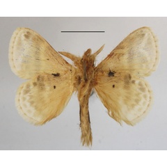 /filer/webapps/moths/media/images/S/salammbo_Eucraera_AM_MGCLb_01.JPG