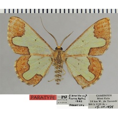 /filer/webapps/moths/media/images/B/brevidens_Zamarada_PTM_ZSMa.jpg