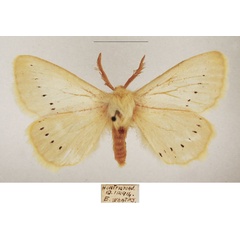 /filer/webapps/moths/media/images/M/marshalli_Phiala_AM_TMSA_01.jpg