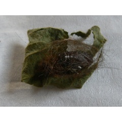 /filer/webapps/moths/media/images/S/sheljuzhkoi_Metarctia_P_Goff_03.jpg