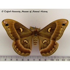 /filer/webapps/moths/media/images/M/magdalena_Epiphora_A_OUMNH_02.jpg