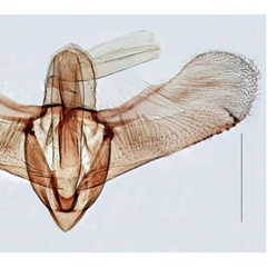 /filer/webapps/moths/media/images/G/gravissima_Conopobathra_GM_Triberti-et-al_2024_38.jpg
