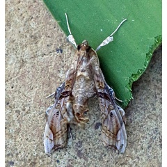 /filer/webapps/moths/media/images/M/meticulosalis_Terastia_A_Voaden.jpg