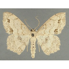 /filer/webapps/moths/media/images/F/fimbrilineata_Scopula_AM_TMSA.jpg