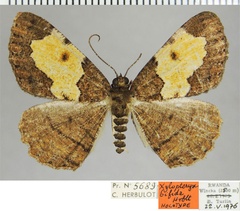/filer/webapps/moths/media/images/B/bifida_Xylopteryx_HT_ZSMa.jpg