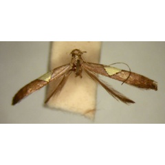 /filer/webapps/moths/media/images/I/isotoma_Caloptilia_HT_TMSA326.jpg