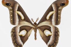 Epiphora rectifascia