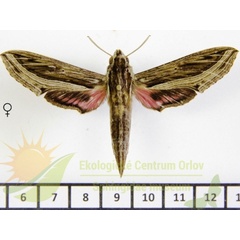 /filer/webapps/moths/media/images/A/aporodes_Hippotion_AF_SMCR_02.jpg