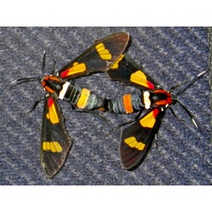 /filer/webapps/moths/media/images/A/amoena_Euchromia_A_Liebenberg.jpeg