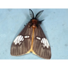 /filer/webapps/moths/media/images/A/albimacula_Palasea_AM_Roland.jpg