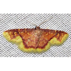 /filer/webapps/moths/media/images/L/latiflavaria_Syngatha_A_Braun_06.jpg