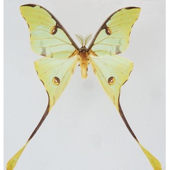 /filer/webapps/moths/media/images/M/mimosae_Argema_AM_Basquin_03.jpg