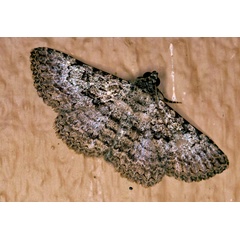 /filer/webapps/moths/media/images/U/umbricola_Polydesma_A_Roland_01_13hGXqe.jpg