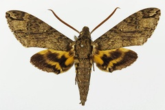 Panogena lingens lingens