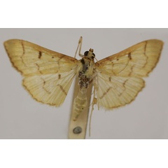 /filer/webapps/moths/media/images/S/straminea_Syllepte_HT_BMNH_ntzjbBM.jpg