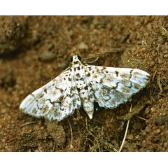 /filer/webapps/moths/media/images/F/foedalis_Metoeca_A_Roland_01.jpg