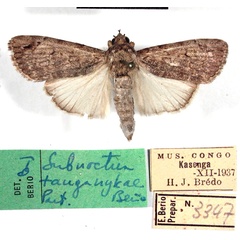 /filer/webapps/moths/media/images/T/tanganykae_Subnoctua_PT_MHNM.jpg