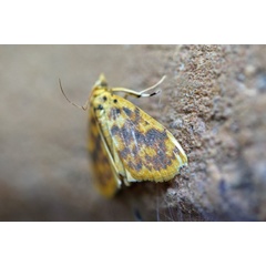 /filer/webapps/moths/media/images/O/olesialis_Pioneabathra_A_Voaden.jpg