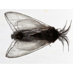 /filer/webapps/moths/media/images/J/junodi_Chaliopsis_AM_Grimm.JPG