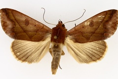 Hypanua xylina