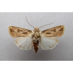 /filer/webapps/moths/media/images/B/biconica_Agrotis_A_Baron.jpg