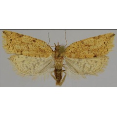 /filer/webapps/moths/media/images/S/sciarrettae_Lozotaenia_AF_Trematerra_02.jpg