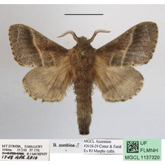 /filer/webapps/moths/media/images/Z/zombina_Bombycopsis_AM_MGCLa_01.JPG