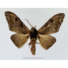 /filer/webapps/moths/media/images/F/fasciata_Gongropteryx_AM_TMSA_01.jpg