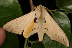 Pseudoclanis postica