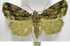 Iambia inferalis