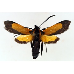 /filer/webapps/moths/media/images/S/setioides_Netrocera_AM_TMSA_02.jpg