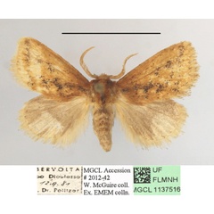 /filer/webapps/moths/media/images/F/fuscifusa_Macroplectra_A_MGCLa_01.JPG